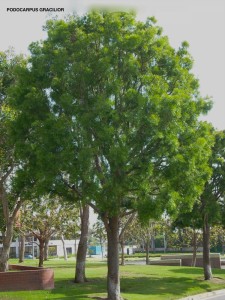 Podocarpus gracilior - standard - pruned
